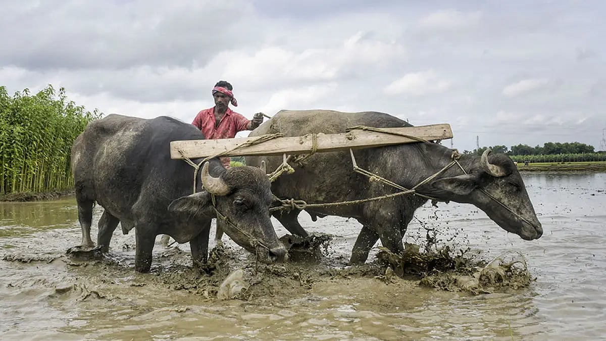 Farmer ploughing his field 