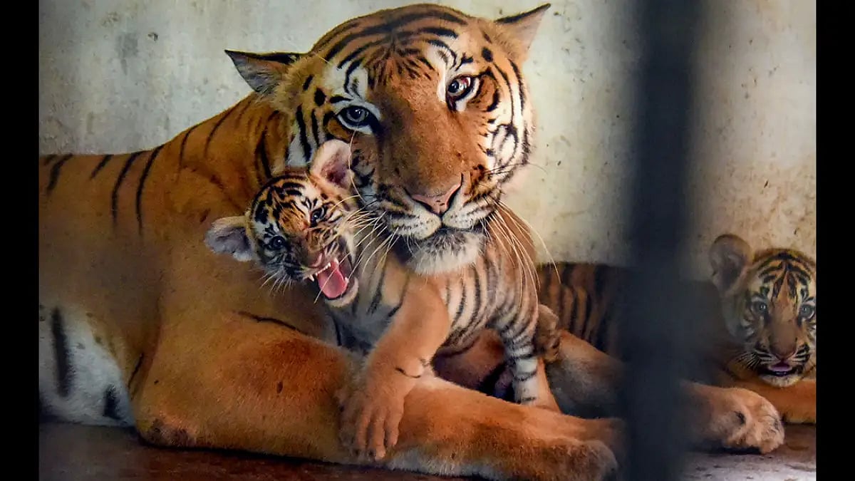 International Tiger Day