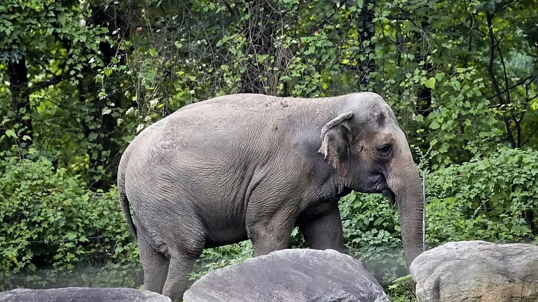 New Wildlife Protection (Amendment) Bill 2022 a death knell for elephants? - null