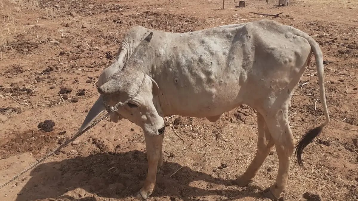 A cow suffering from lumpy skin disease in Rajasthan 