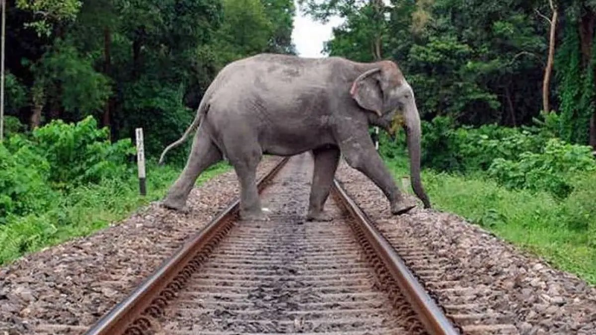 File Photo : Jharkhand is the second state in the country in terms of human-elephant fatalities. 