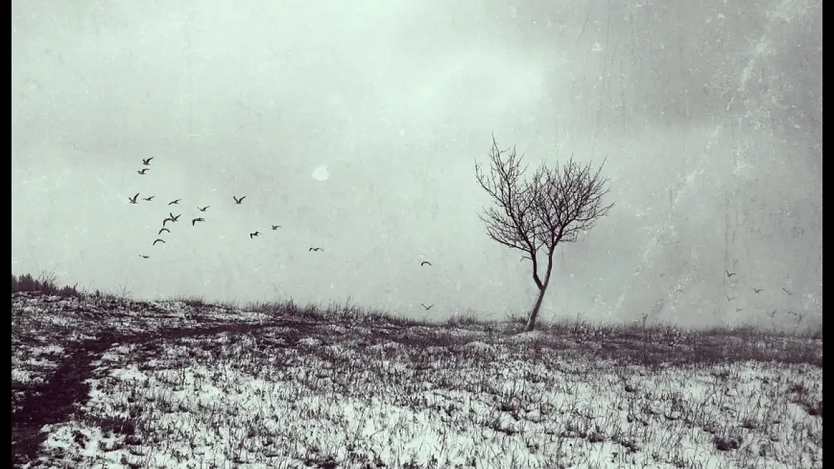 House sparrows
