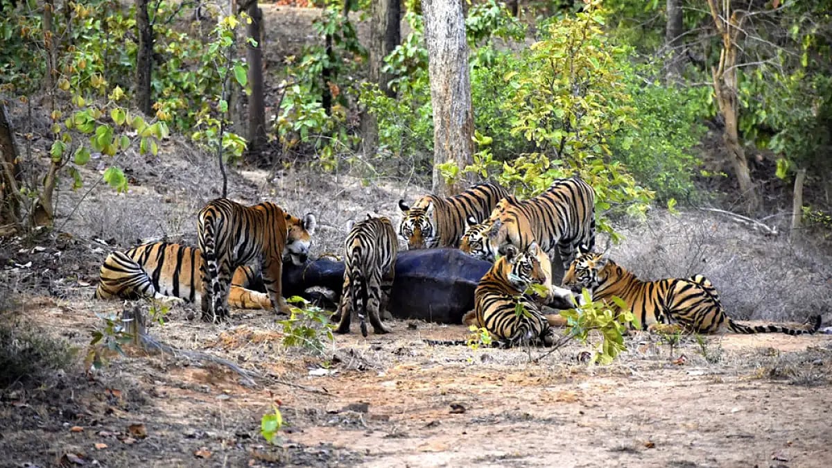 Tigress takes care of her dead sisters cubs 