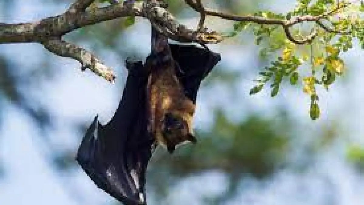 New bat species discovered in India, Sri Lanka.(Representational image)