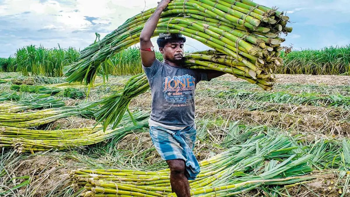 A farmer carrying of sugarcane harvest - File image