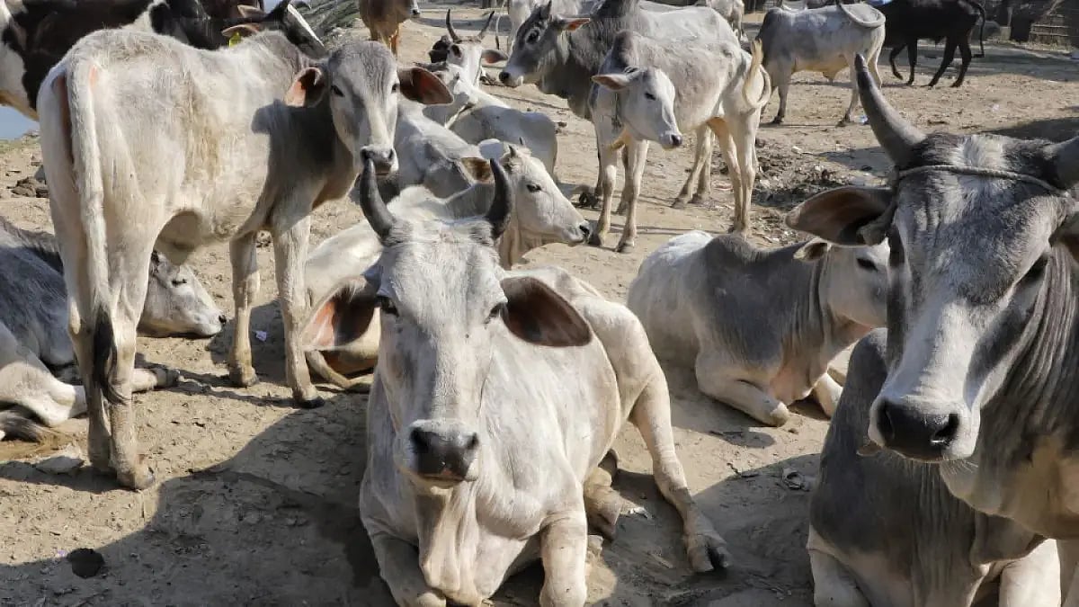 Man Thrashed, Vehicle Torched By A Mob In Howrah On Suspicion Of Cattle Smuggling