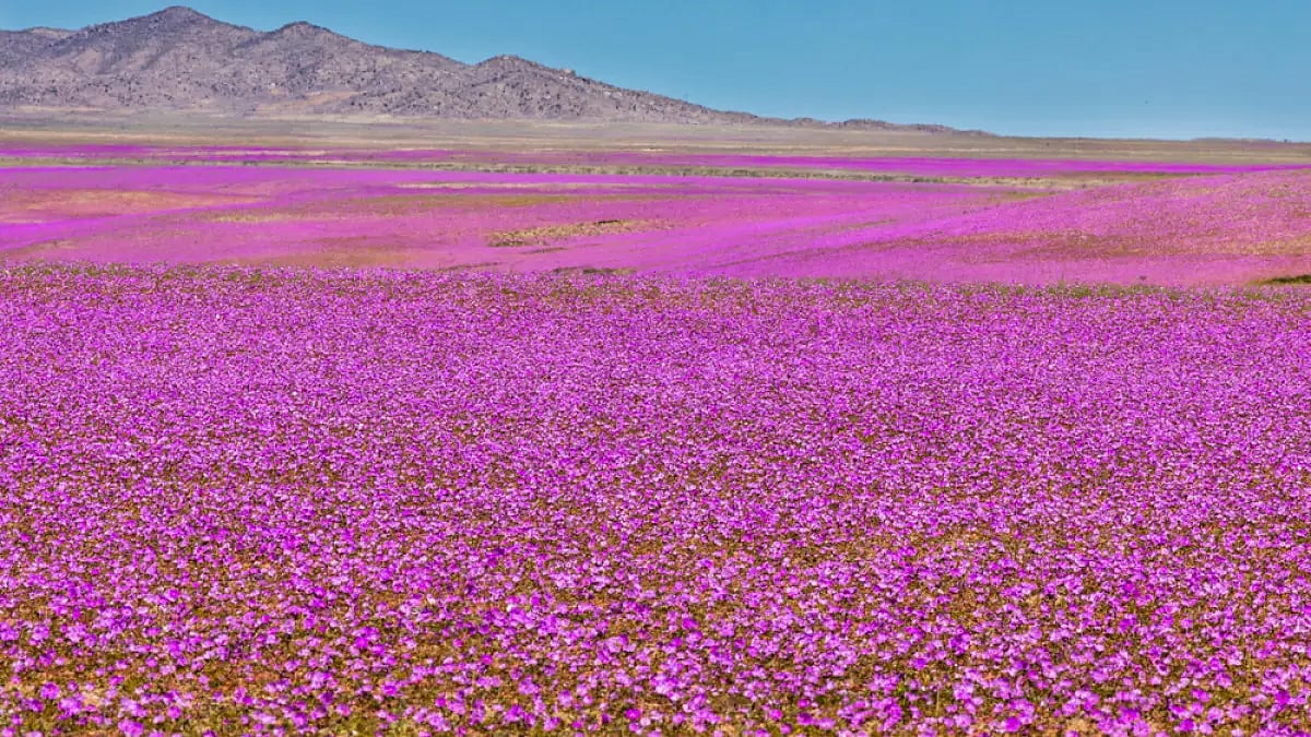 This attracts local as well as foreign tourists from all across the world to witness the wonder.