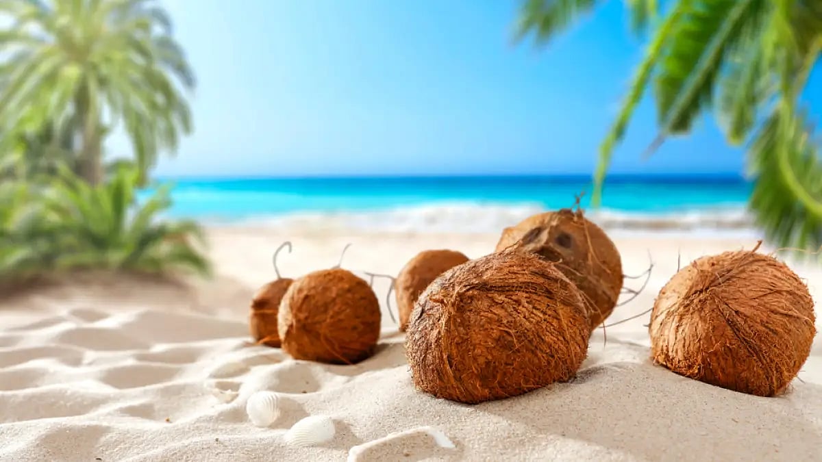 World Coconut Day is celebrated on 2nd September