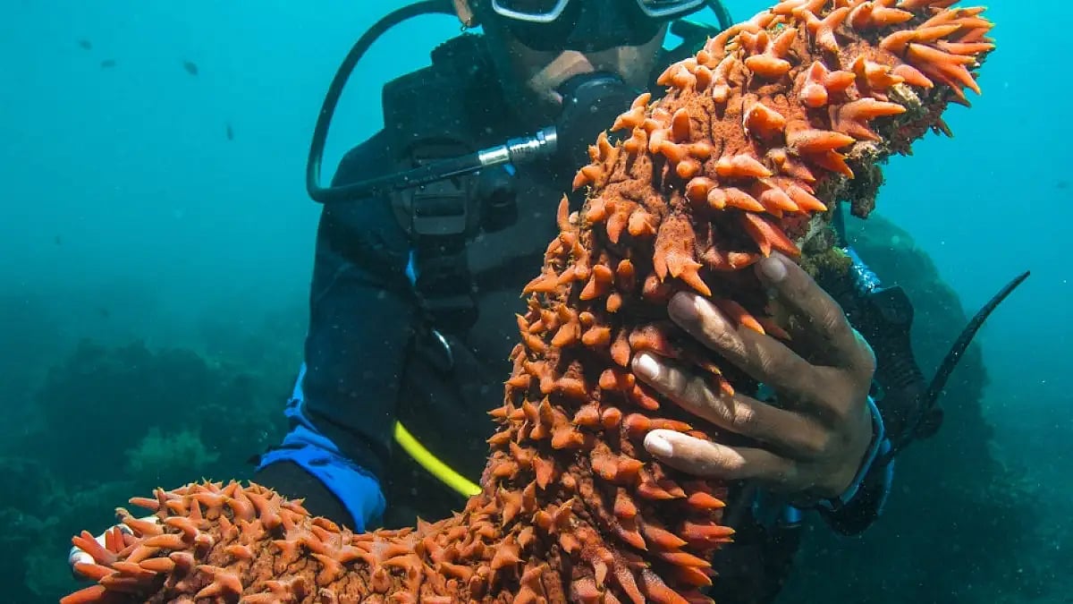 Sea Cucumbers Worth Rs 1.35 Cr Seized In TN