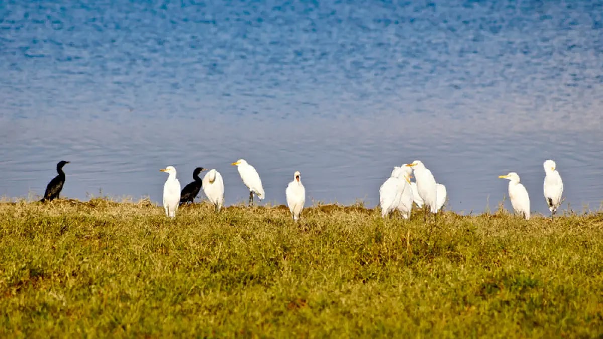 Migratory birds seen at Pong Dam Lake, Himachal Pradesh