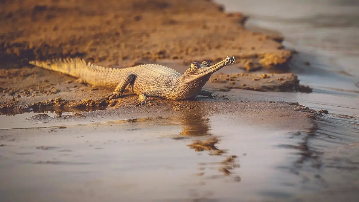 File photo : The court noted that illegal sand mining has created an "environmental crisis" that now threatens the "very project of gharial preservation".