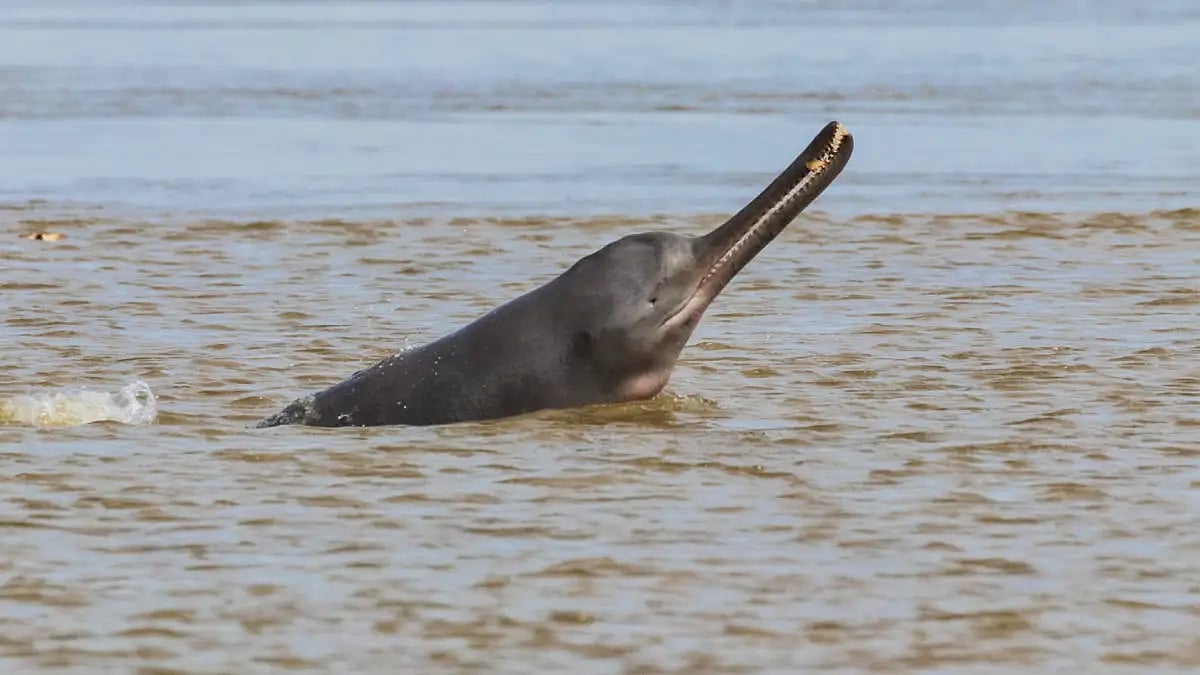 A river dolphin playfully catches its prey