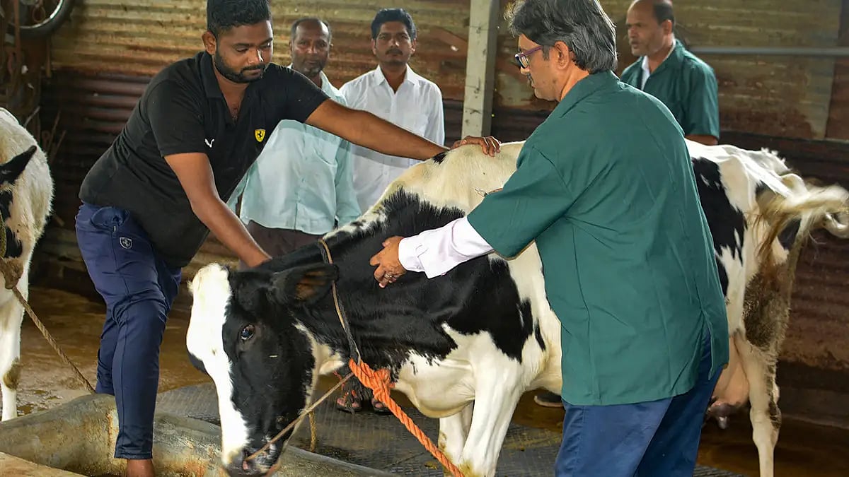 Lumpy skin disease outbreak in India 