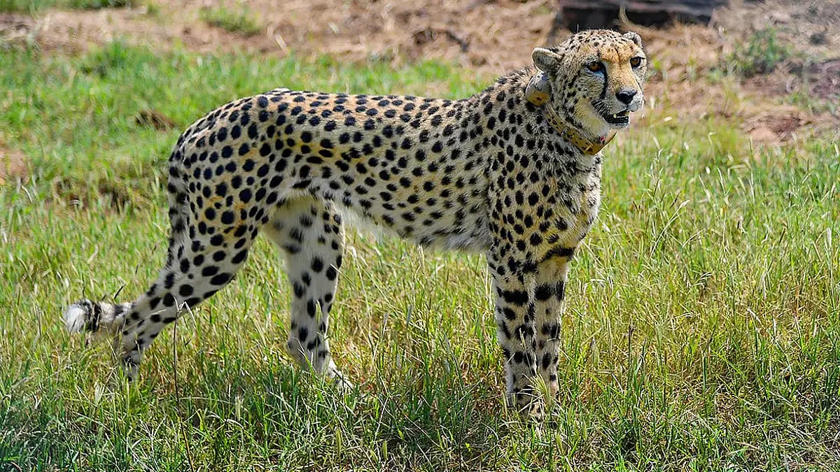 Authorities in KNP helping cheetahs beat the scorching summers