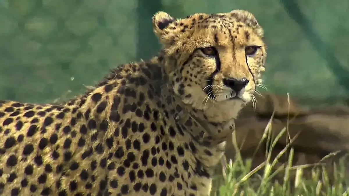 Project Cheetah