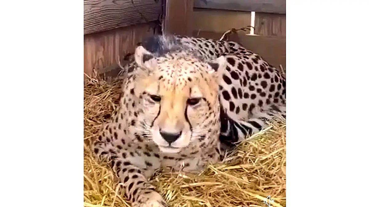 Project Cheetah