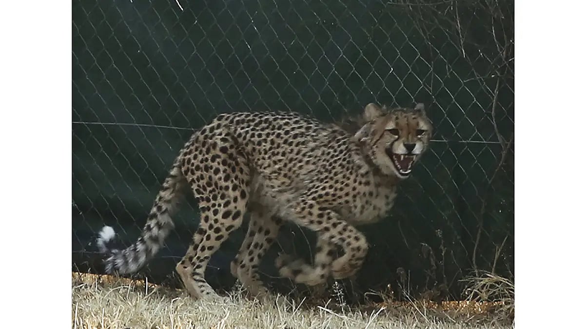 Project Cheetah