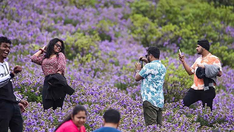 Neelakurinji flowers bloom in Chikmagalur - null