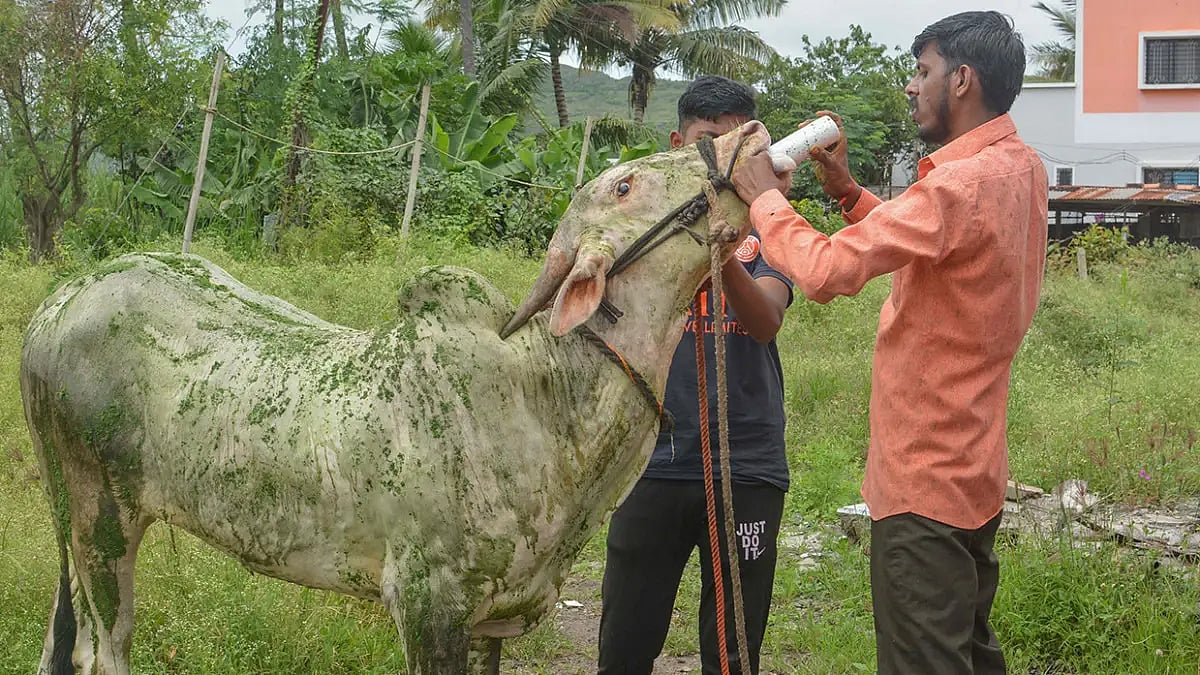 Puja and havan have been performing for the good health of cows