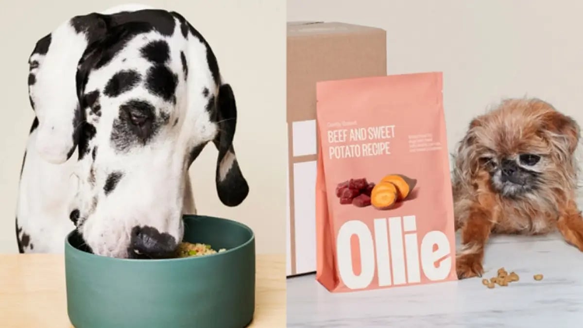 Ollie Dog Food
