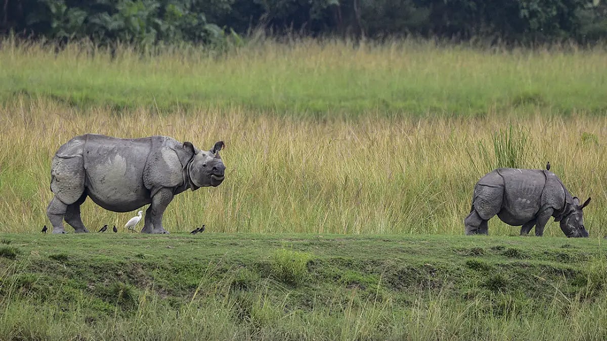 World Rhino Day