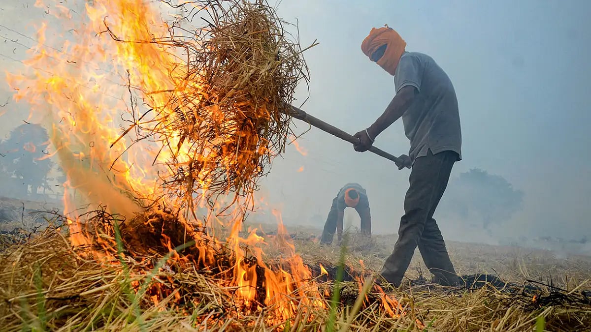 Paddy stubble burning 