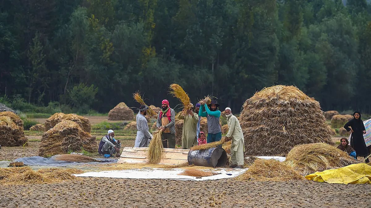 Paddy harvesting in Pulwama 