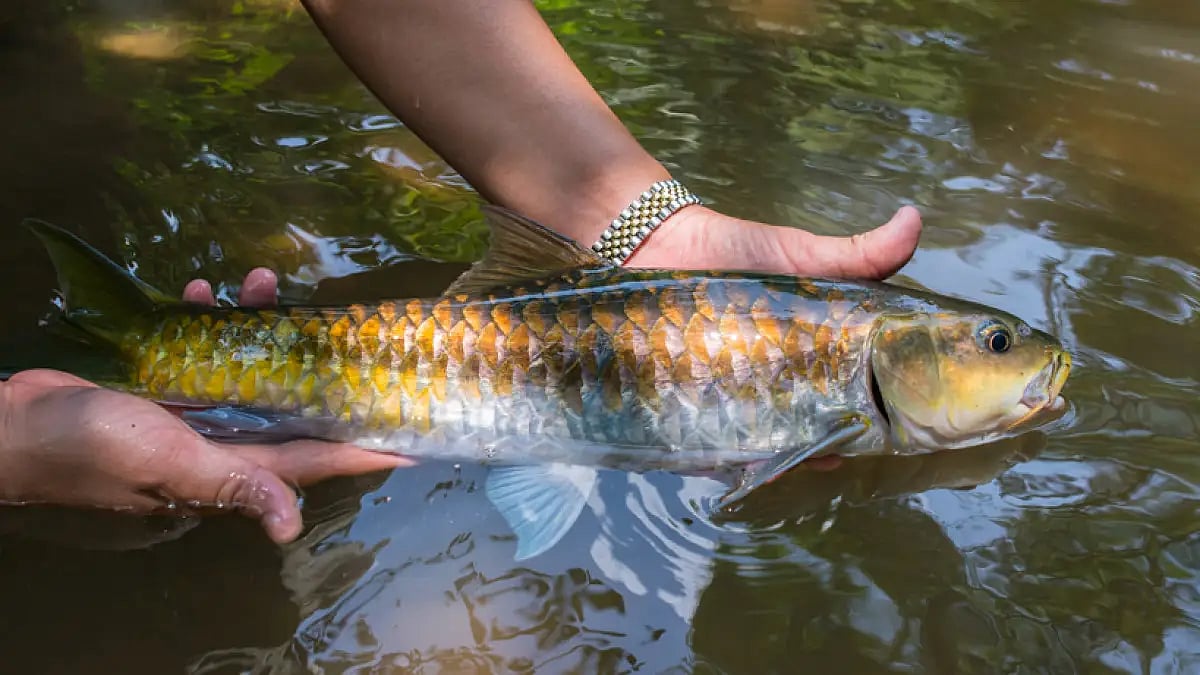 The existence of Mahseer fish is under threat