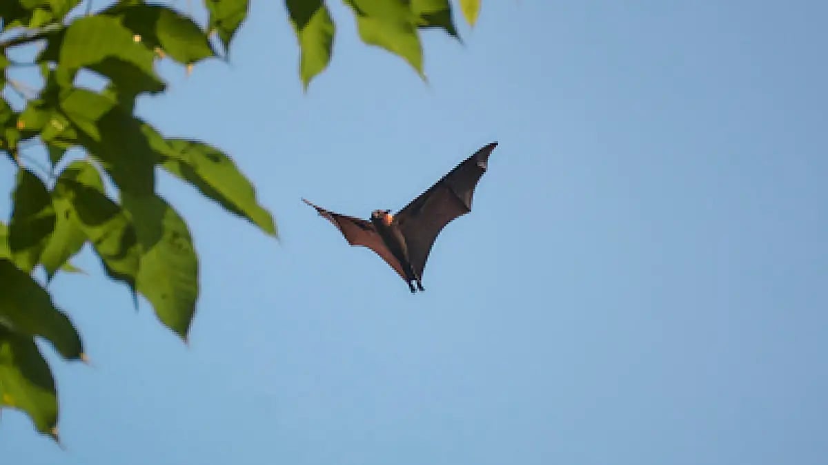 One of the two viruses found in bats in Russia infects humans and escapes vaccine protection