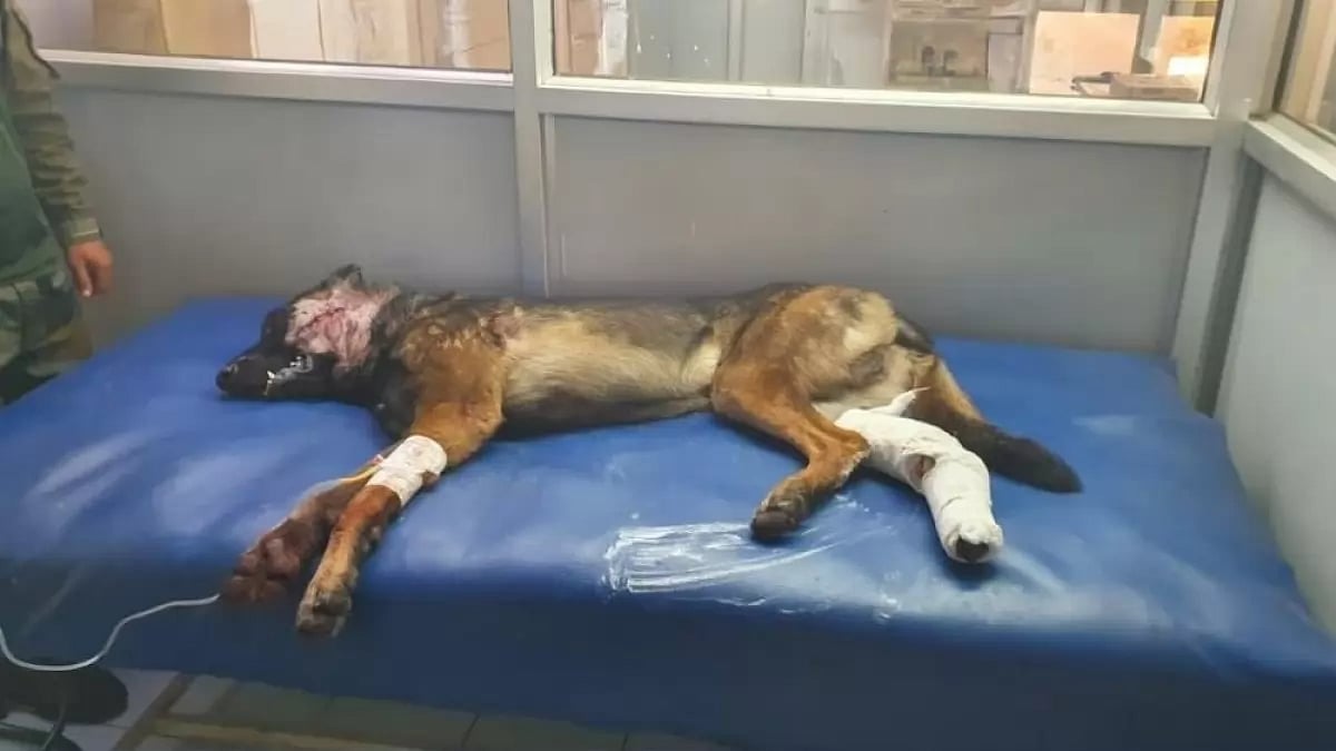 Army dog Zoom lies injured.