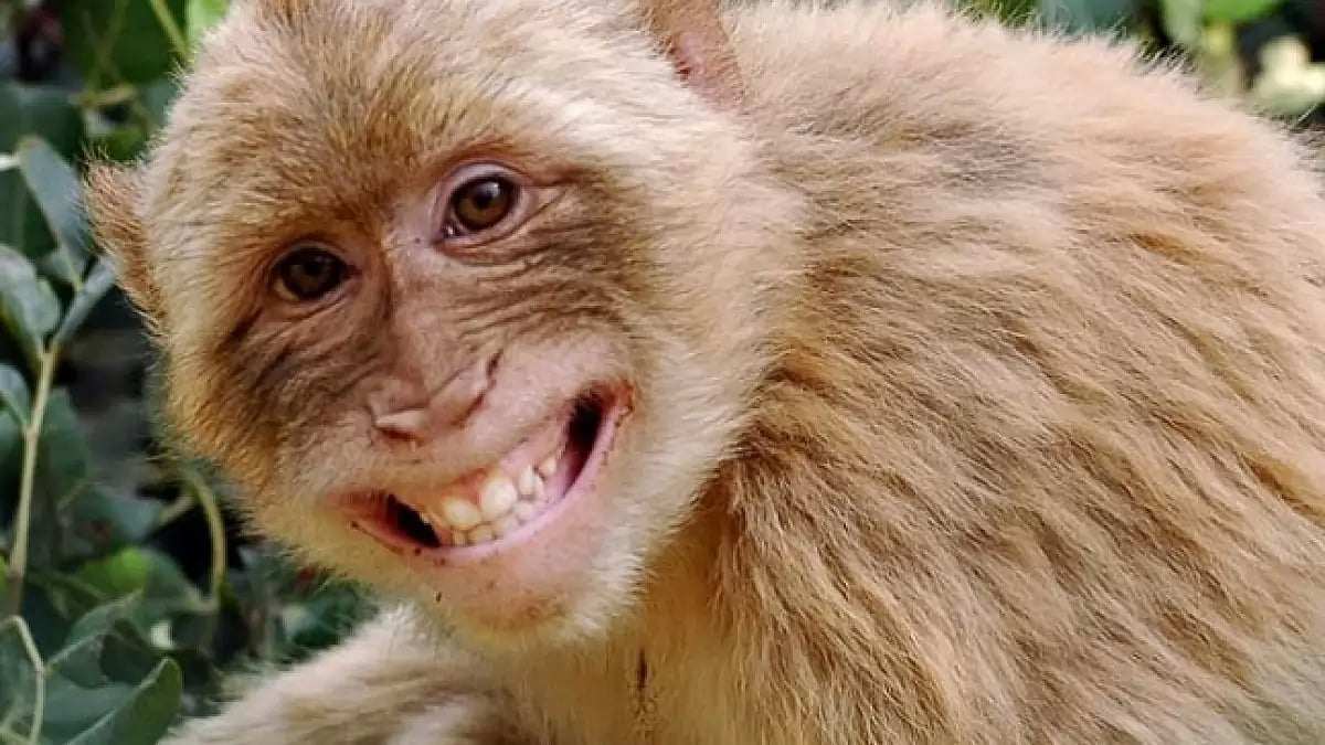 Monkeys hold land titles