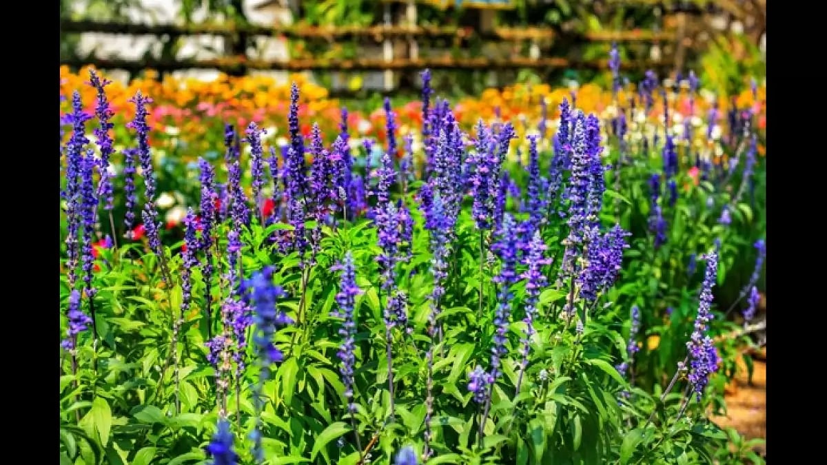 Salvia Divinorum