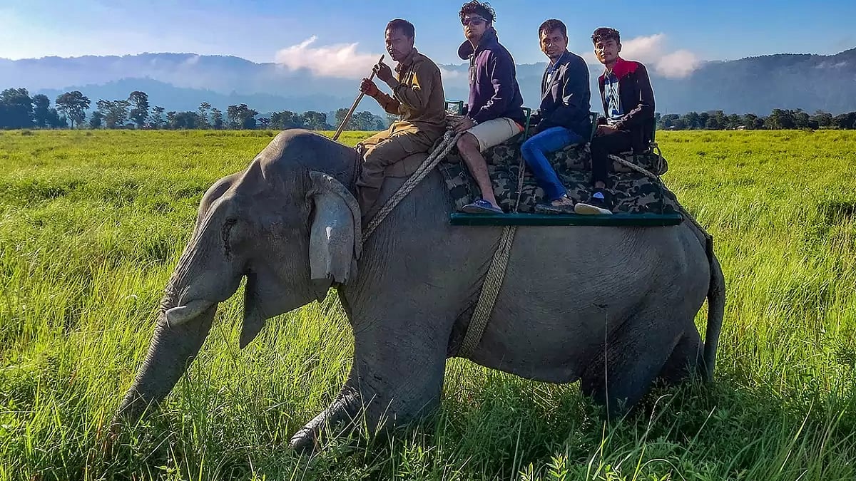 Elephant safari at Kaziranga National Park