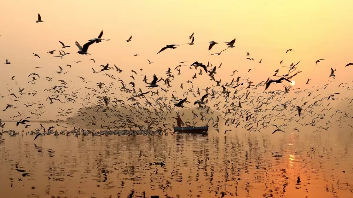 Migratory Birds