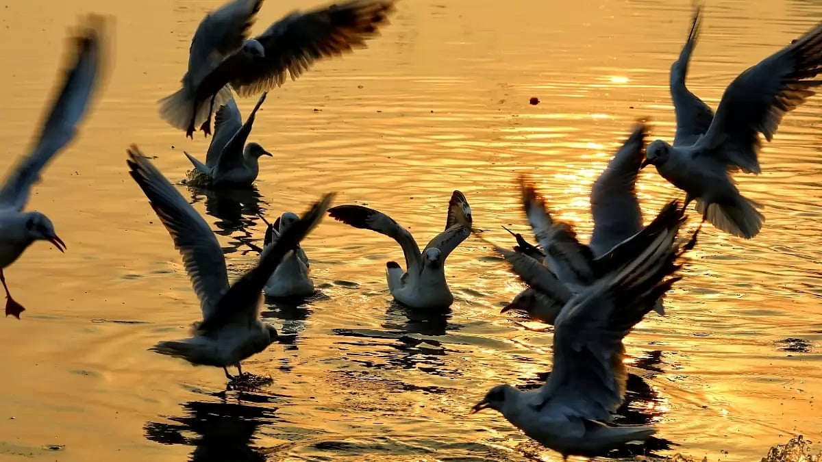 Migratory Birds