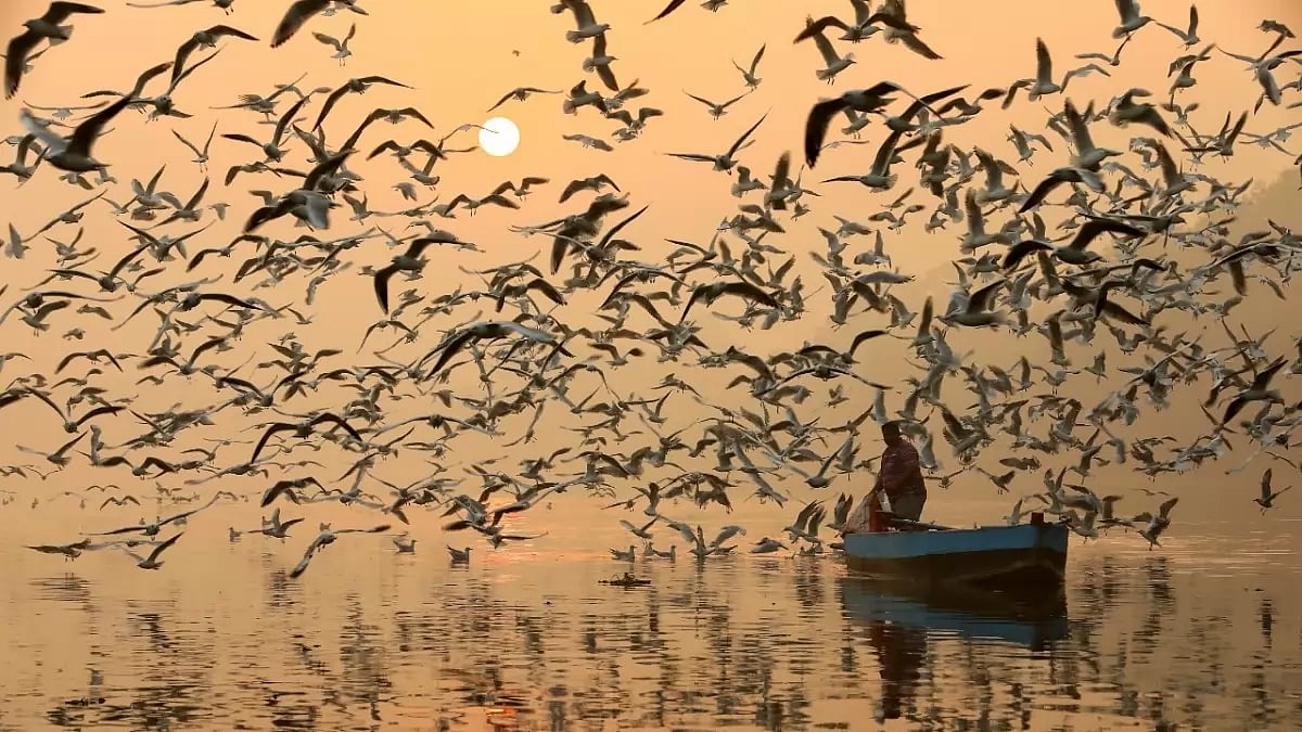 Migratory Birds