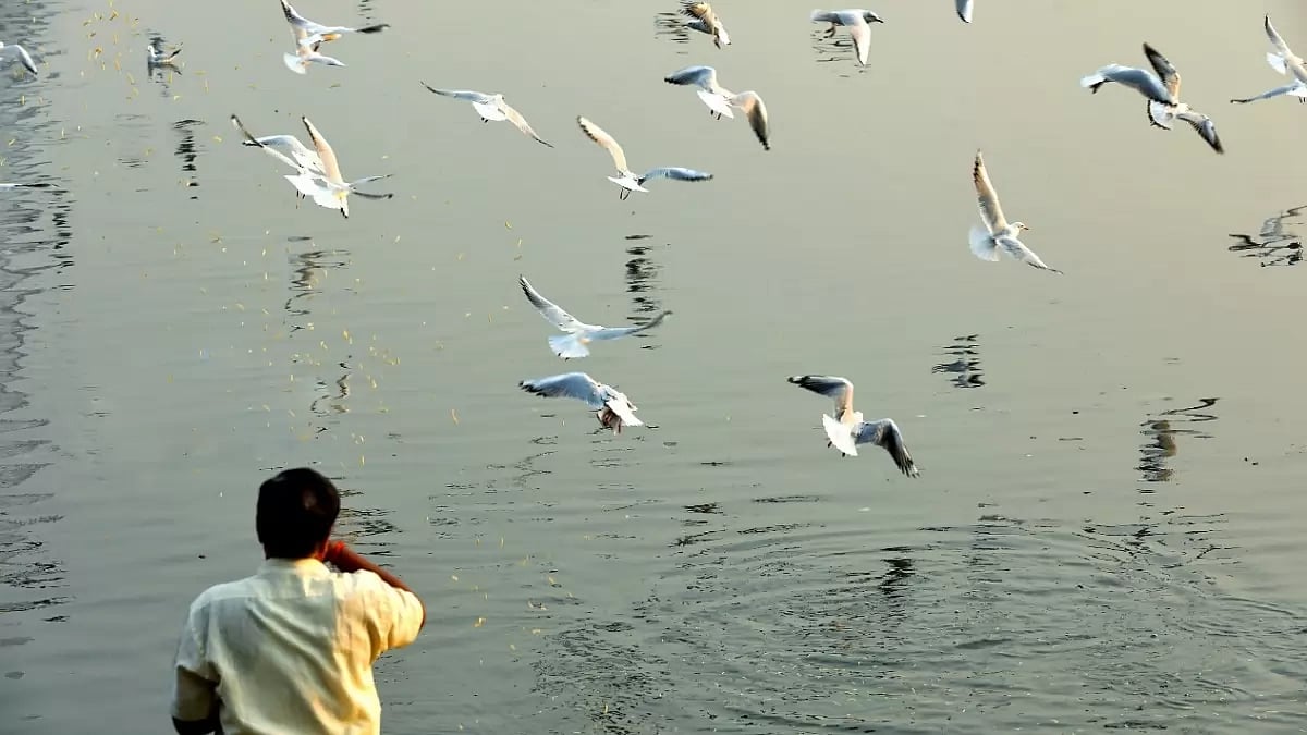 Migratory Birds