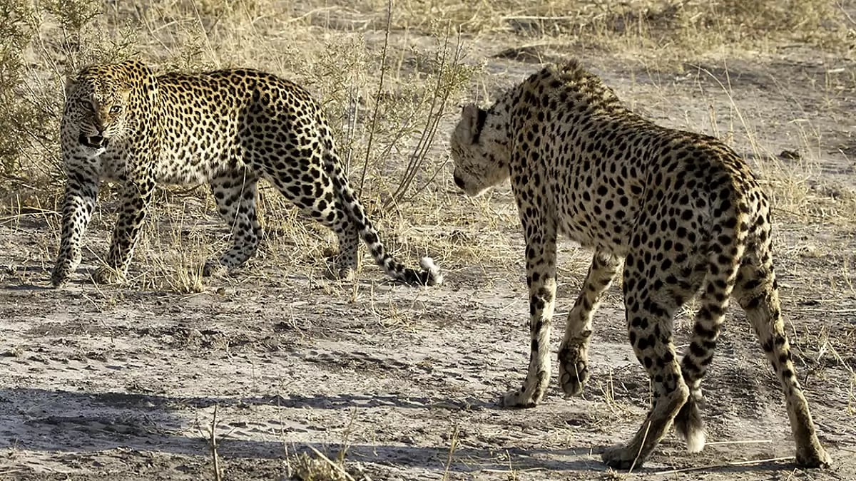 Leopard at Londolozi Game Reserve