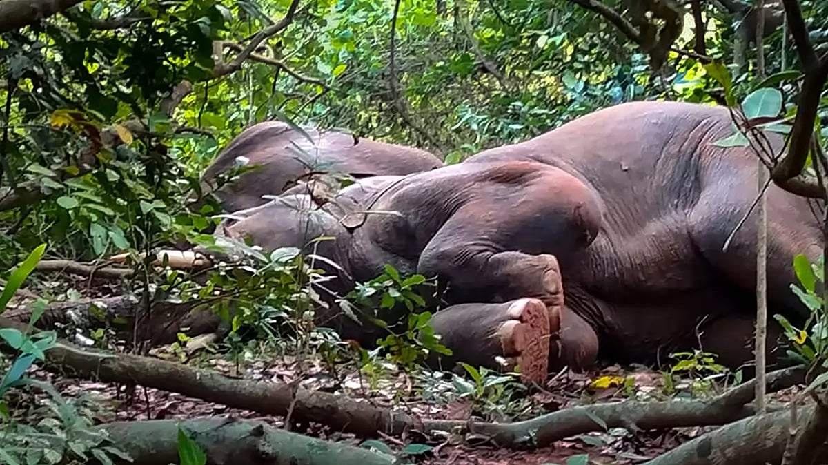 Elephants in Odisha forest