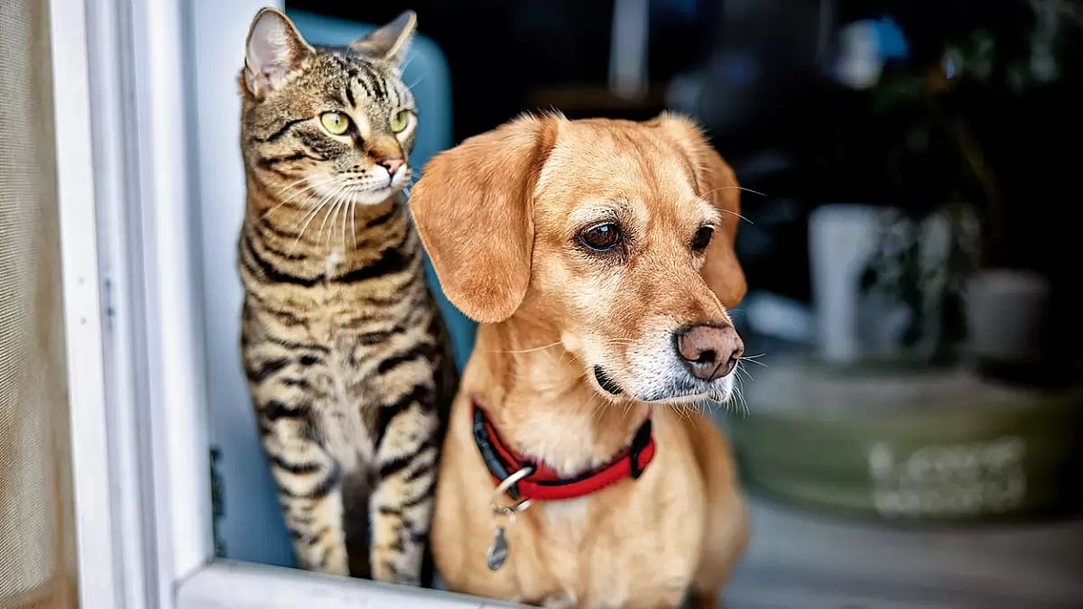 Cats, Dogs & Germs