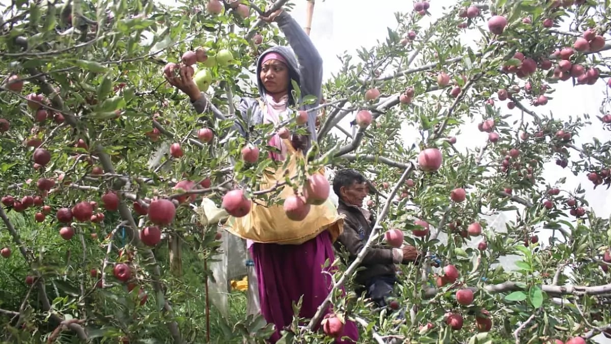 Apples being grown in Jubbal Kotkhai 