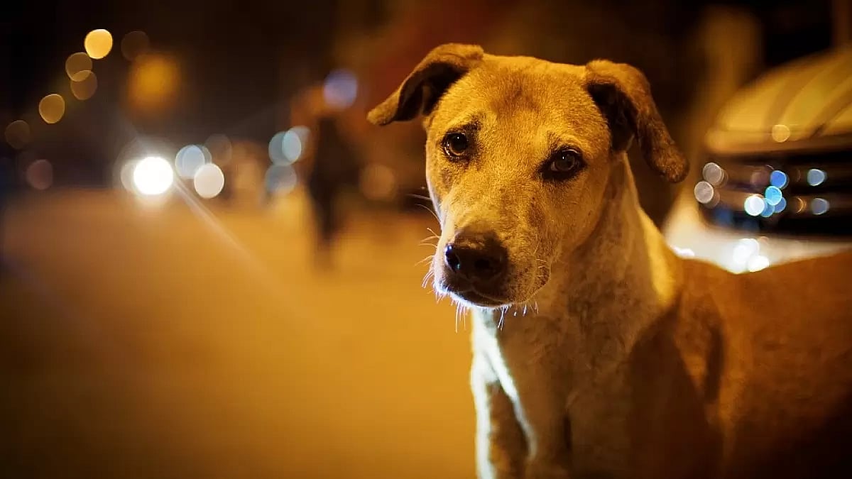 Pet dog killed for barking in Maharashtra