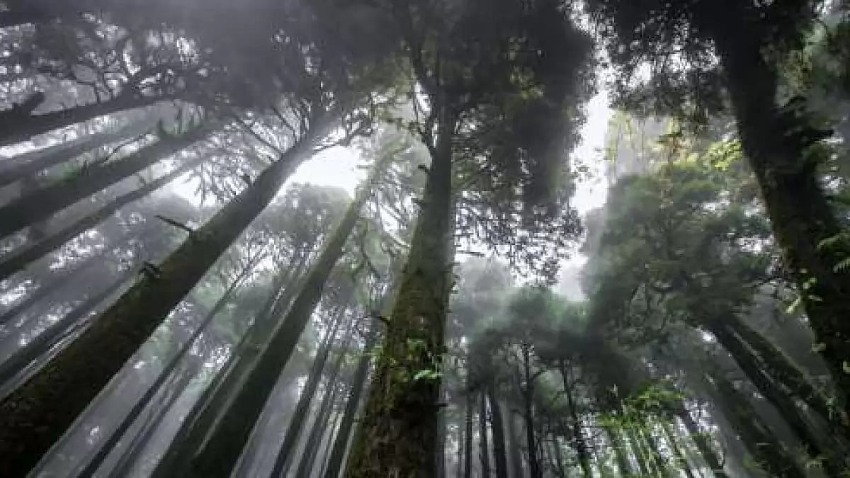 Forest fires due to uncontrolled jhum cultivation has caused destruction.