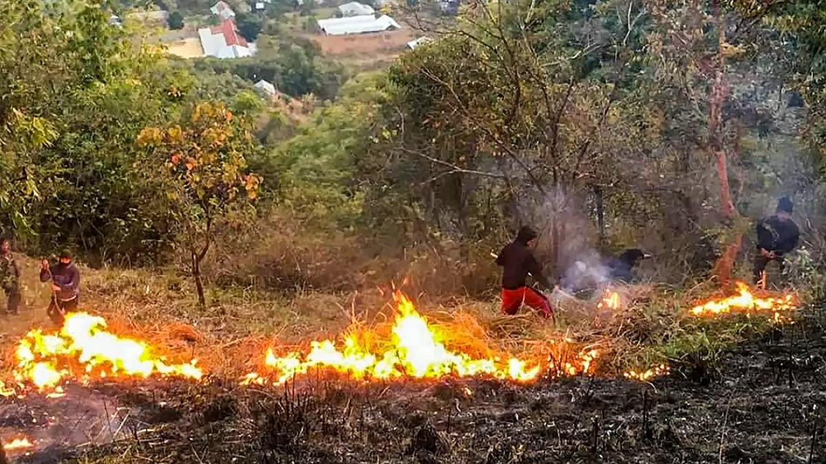 Wild forest fires