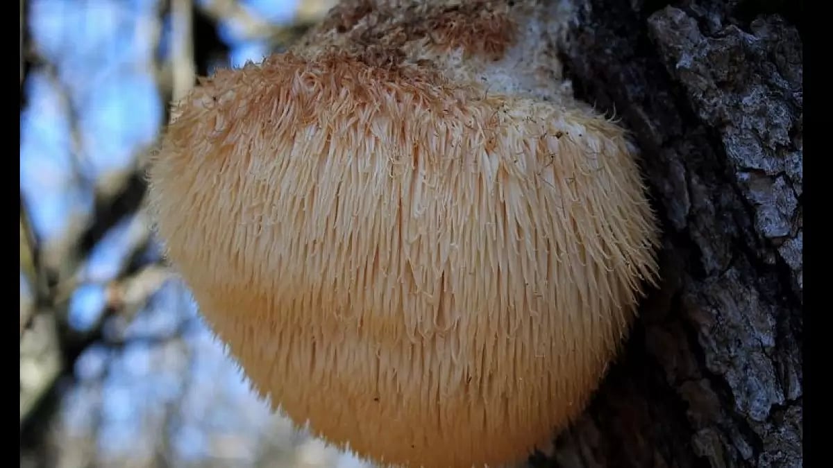 The Best Lions Mane