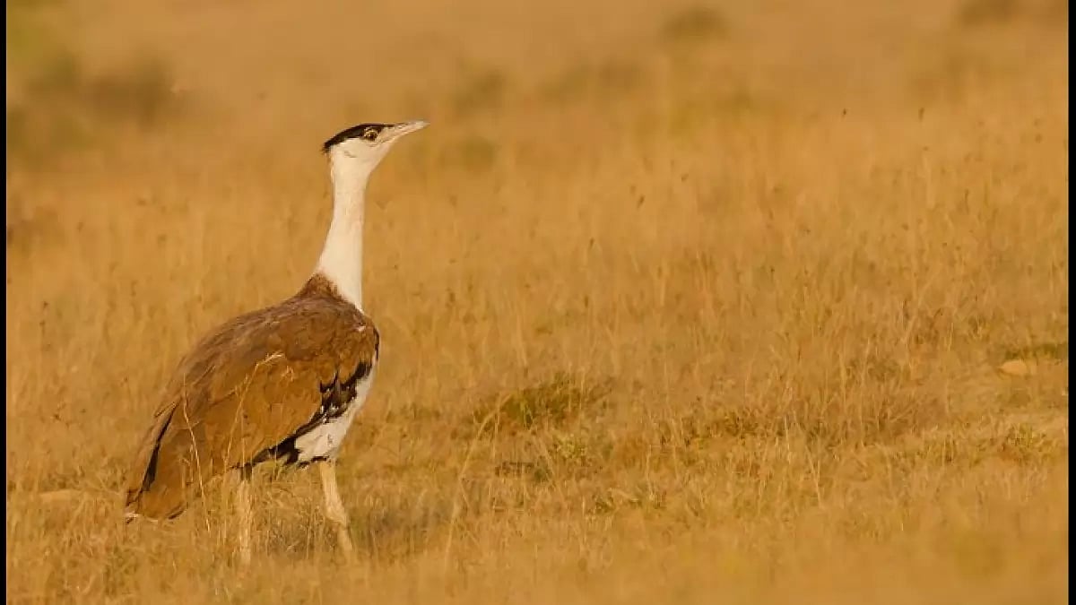Great Indian Bustard. (GIB)