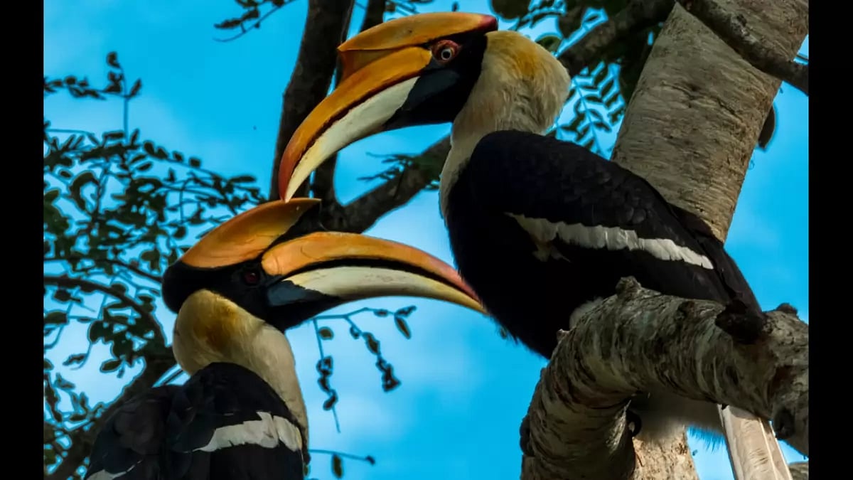 An integral part of the Hornbill Festival is the eponymous bird, as elusive as the legends it has