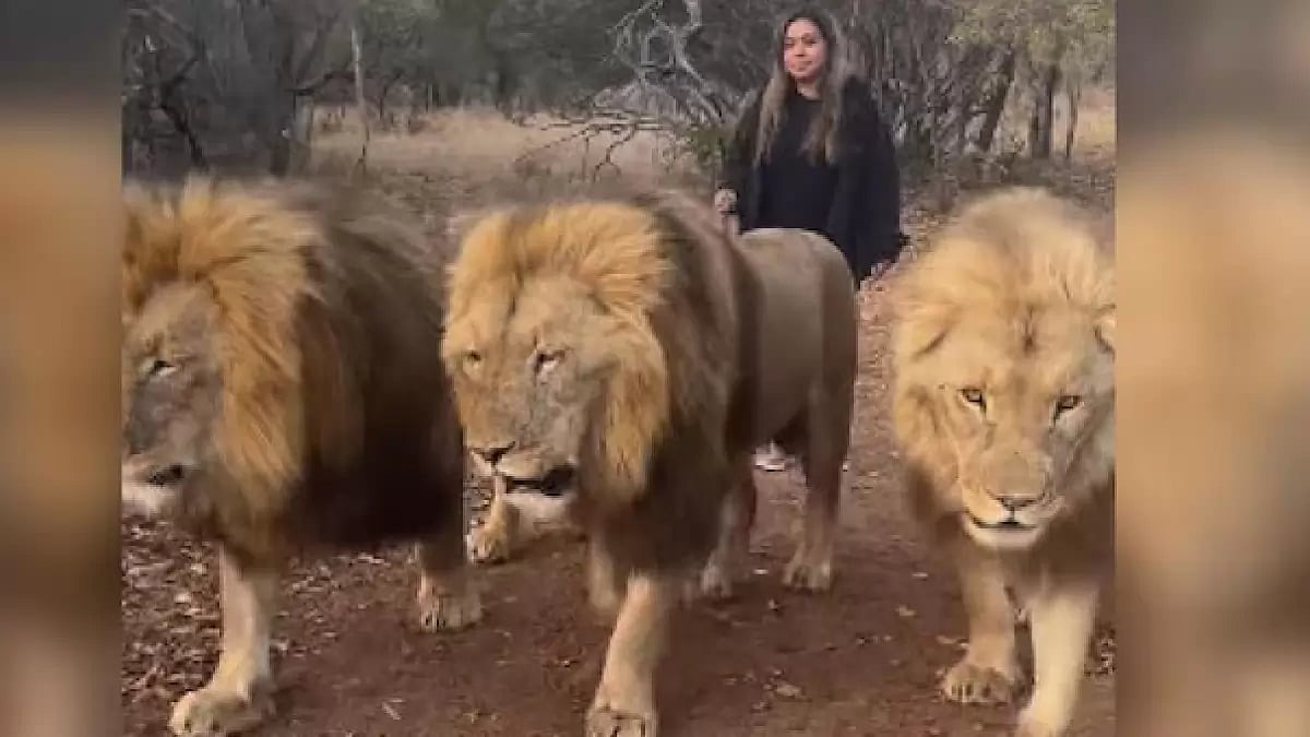 Woman walking behind 3 giant size lions 