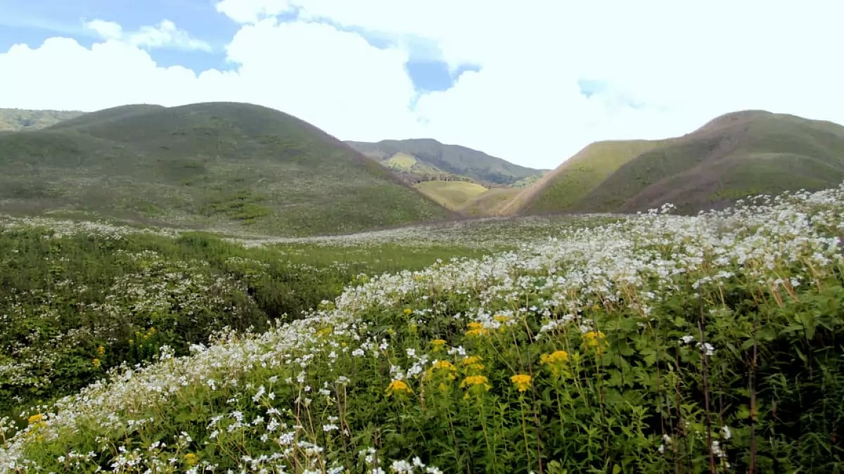 Dzukou Valley