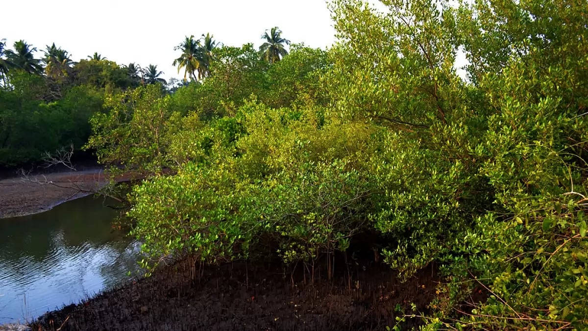 21,997 mangrove trees to be cut for Mumbai-Ahmedabad bullet train project